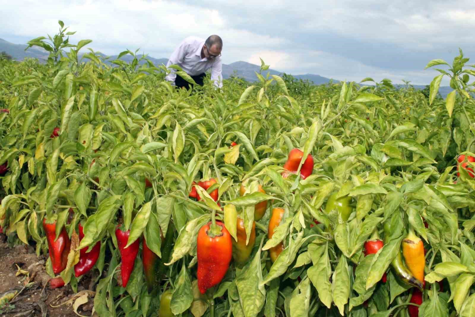 Yenişehir Yağlı Tohumlar Kooperatifi Başkanı &Ccedil;etin: "&Ccedil;ift&ccedil;i umudunu kaybetmedi"
