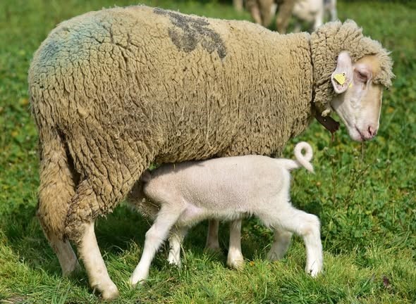 Bahar geldi kuzular anneleri ile buluştu