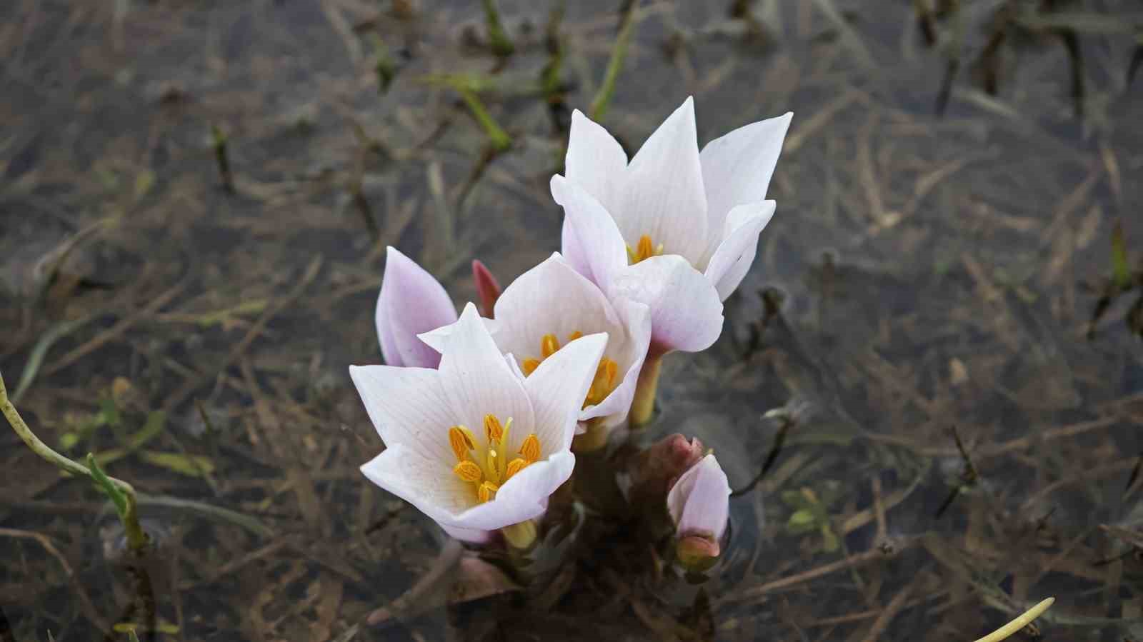 G&uuml;zeldere Vadisi bahar &ccedil;iğdemleriyle s&uuml;slendi
