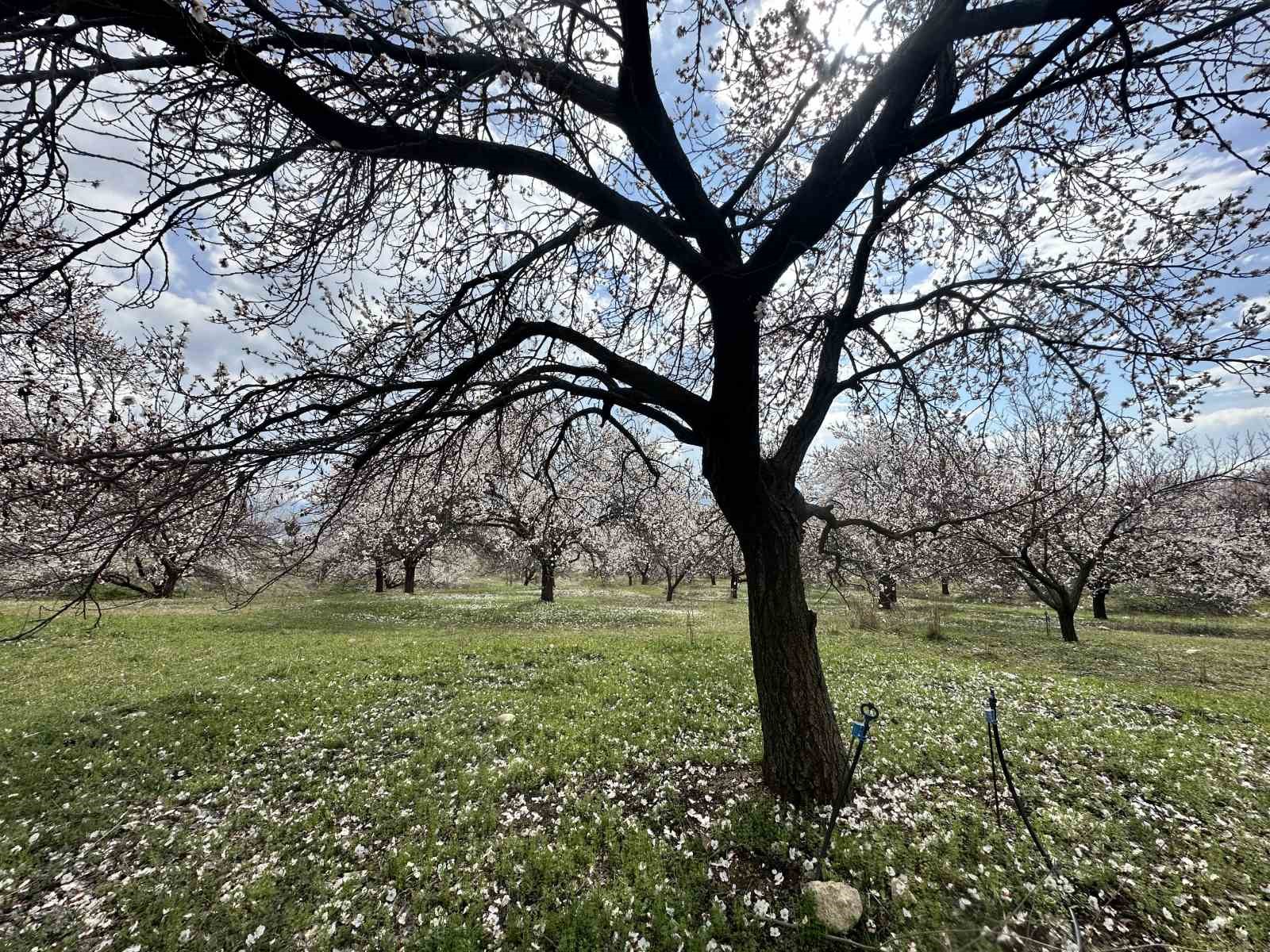 Kayısı bah&ccedil;eleri beyaza b&uuml;r&uuml;nd&uuml;, ortaya eşsiz manzaralar &ccedil;ıktı

