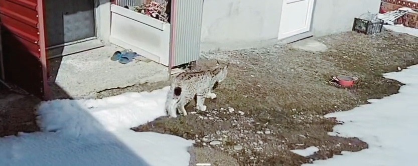 Bayburt&rsquo;ta vaşağın tavşan avı kamerada
