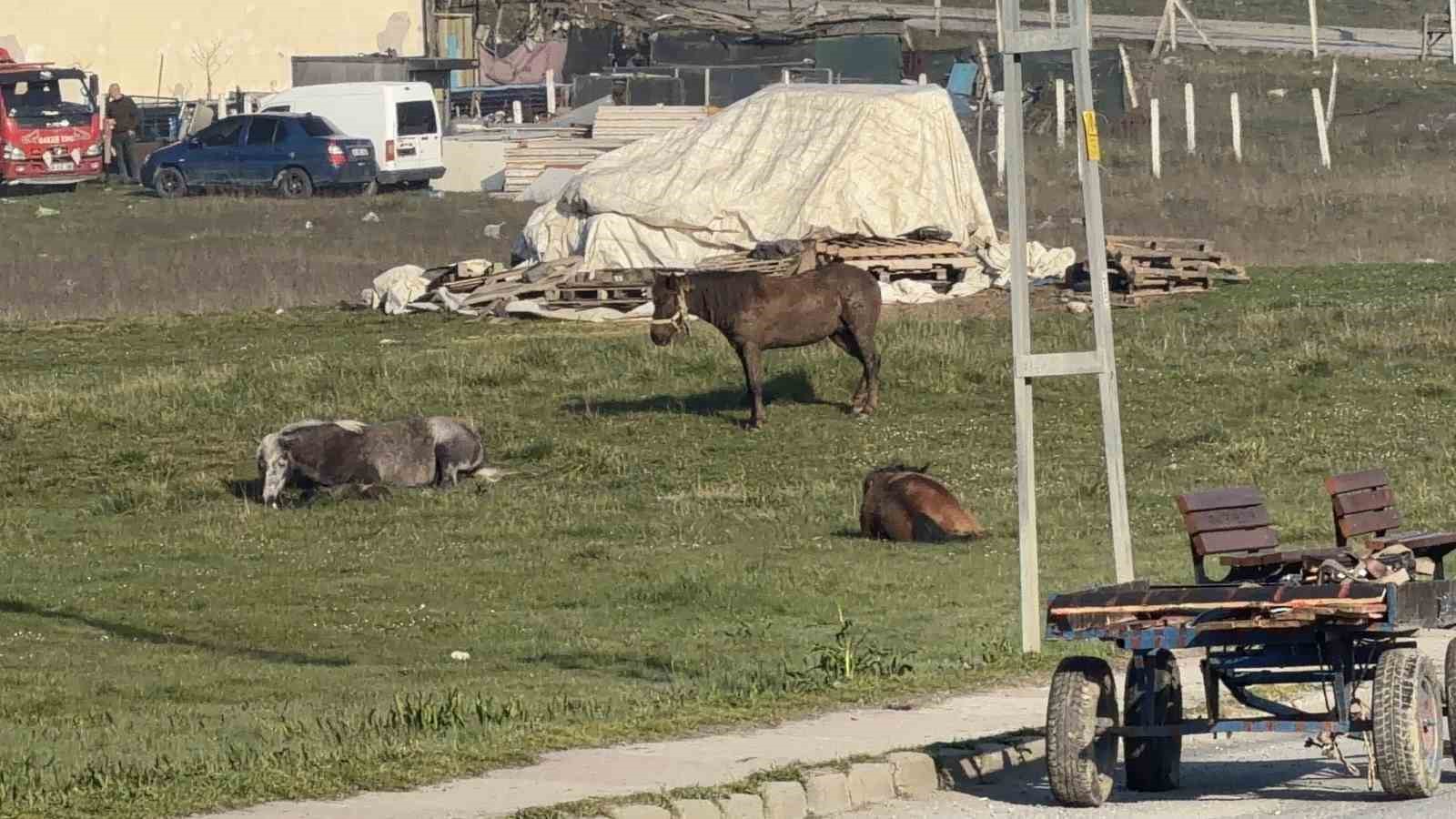 Arnavutk&ouml;y&rsquo;de başıboş at otomobillere &ccedil;arptı: 2 ara&ccedil; hasar aldı
