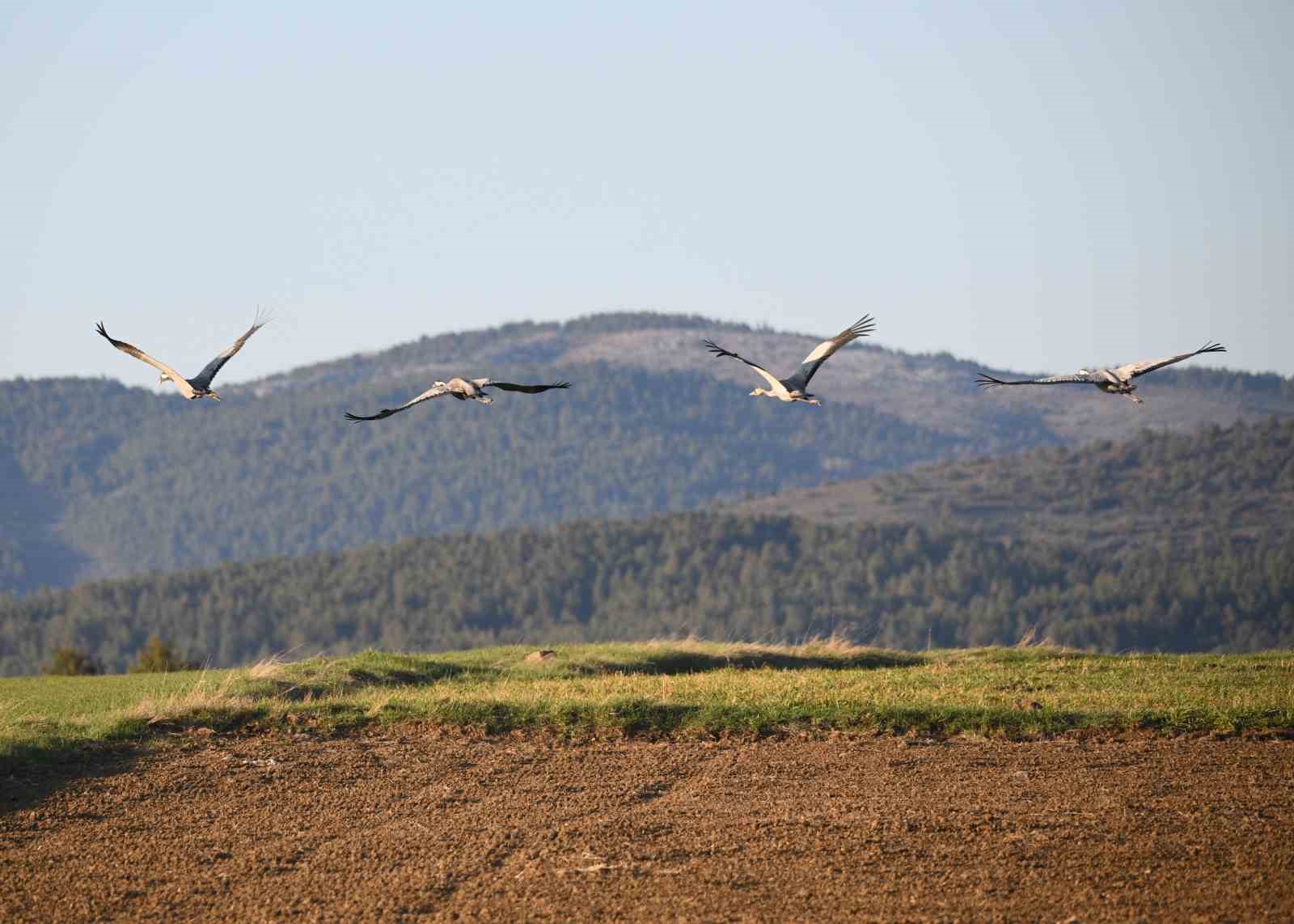 Kastamonu’da görsel şölen: Turna ailesi göç yolunda görüntülendi