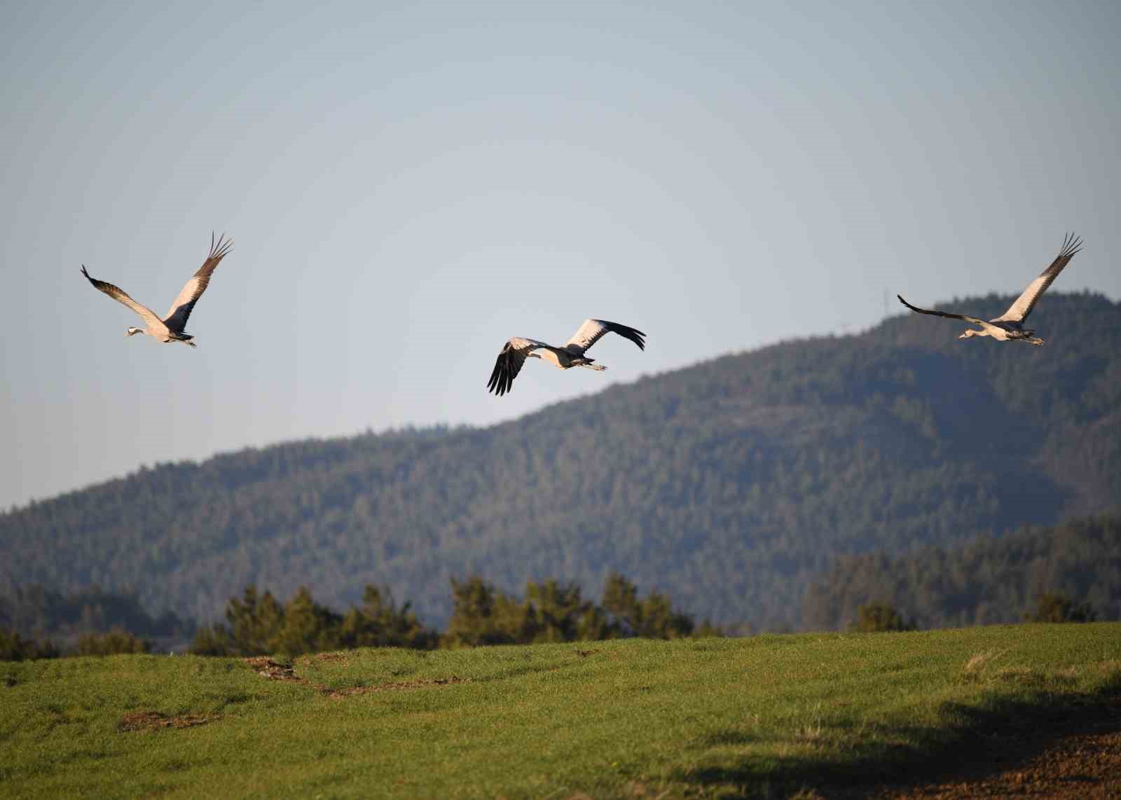 Kastamonu&rsquo;da g&ouml;rsel ş&ouml;len: Turna ailesi g&ouml;&ccedil; yolunda g&ouml;r&uuml;nt&uuml;lendi
