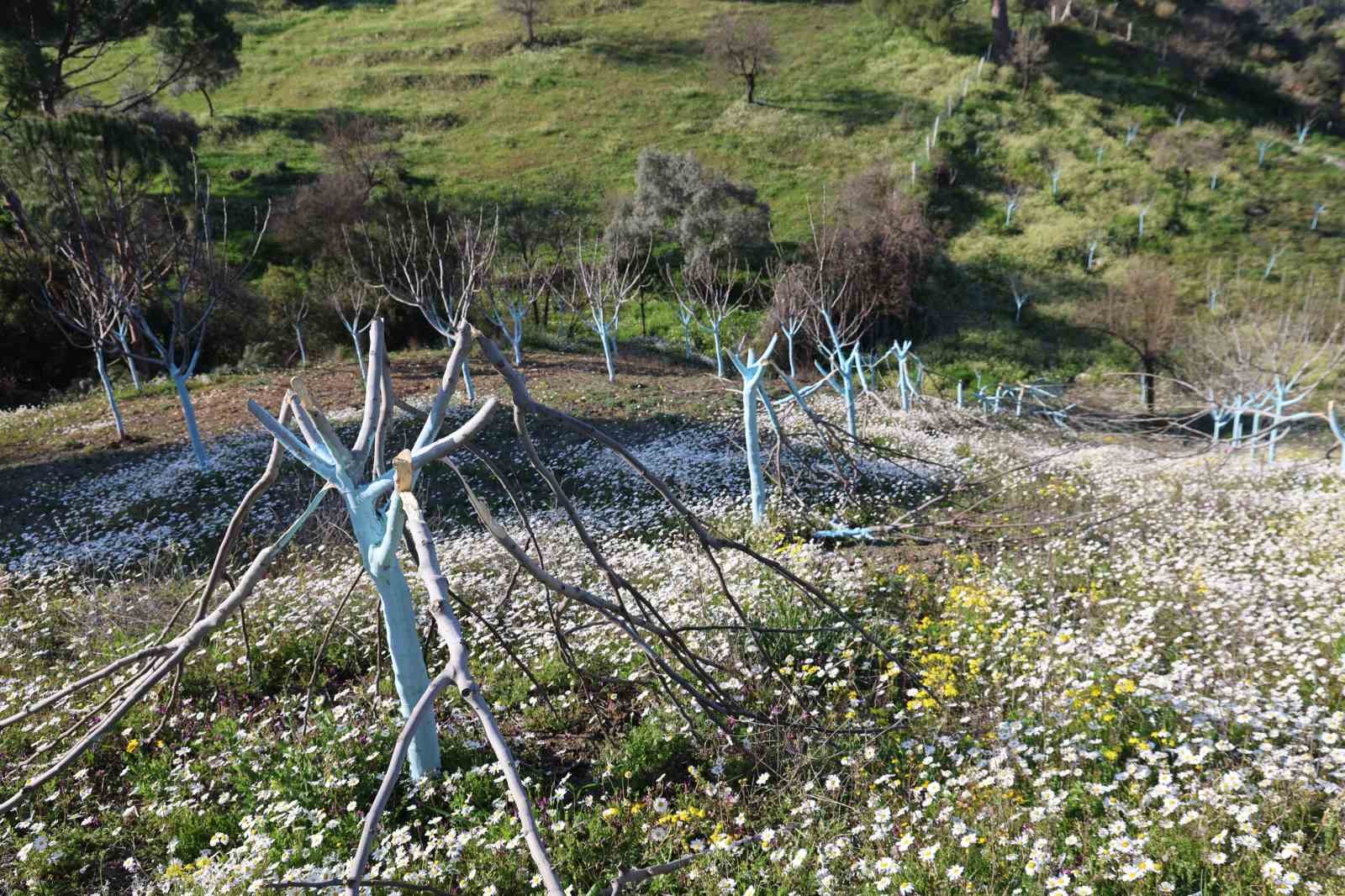 Ko&ccedil;arlı&rsquo;daki ağa&ccedil; kesimi olayında ş&uuml;pheli g&ouml;zaltına alındı
