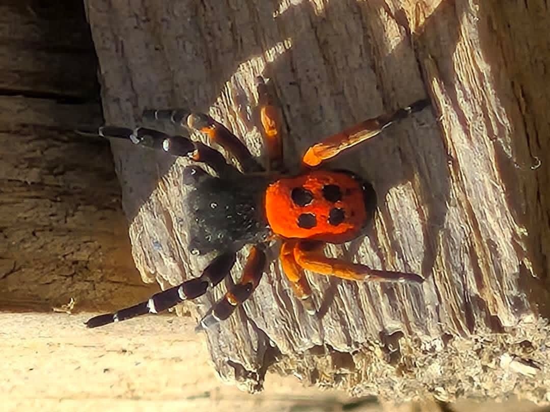 Akdeniz ve Orta Asya&rsquo;nın nadir t&uuml;r&uuml; Elazığ&rsquo;da ortaya &ccedil;ıktı
