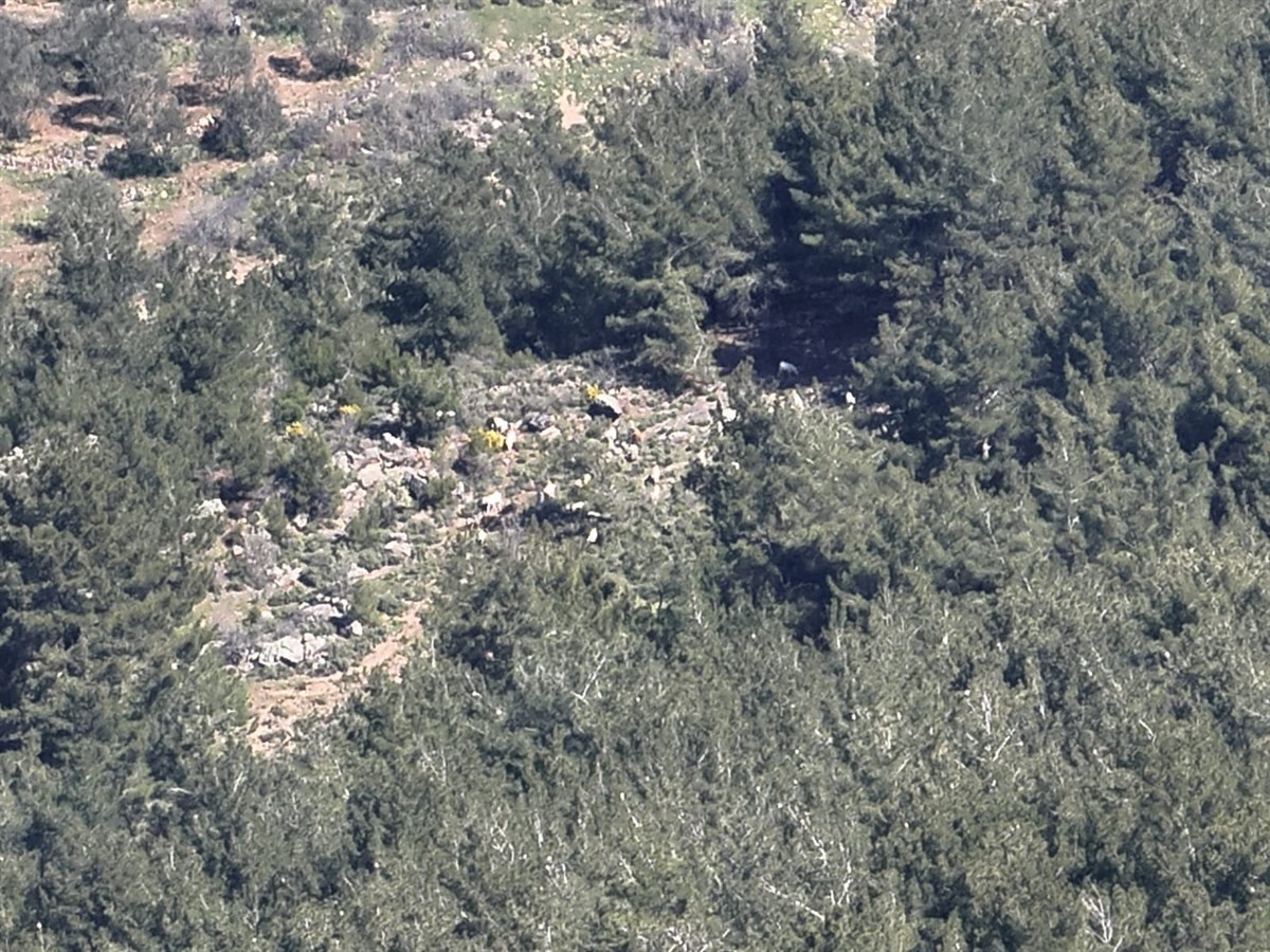 Kaybolan 50 k&uuml;&ccedil;&uuml;kbaş hayvan dron destekli aramayla bulundu
