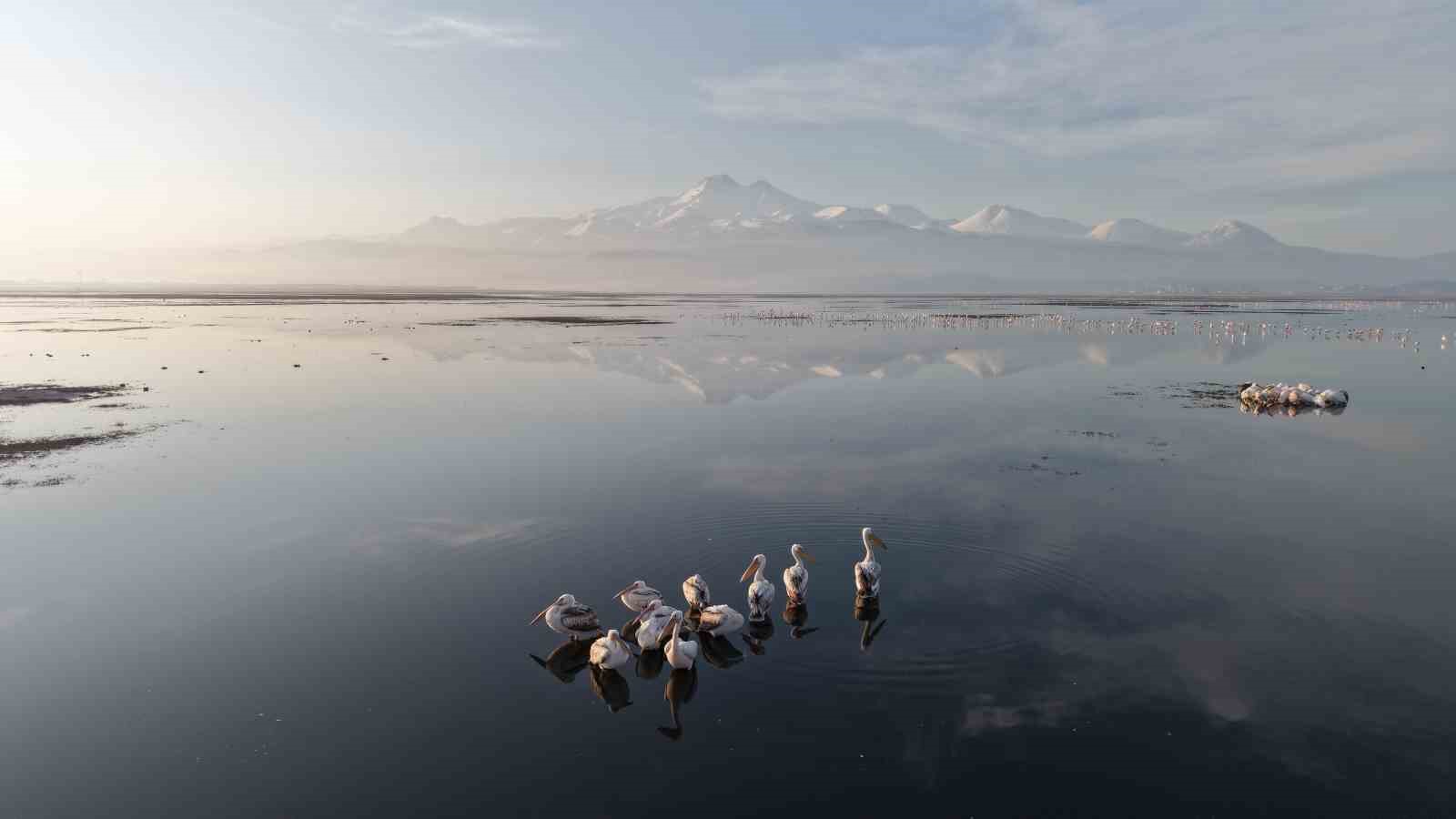 Kayseri&rsquo;nin ilk pelikanları geldi
