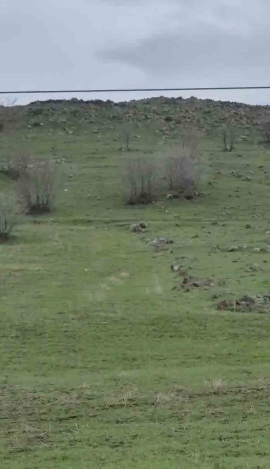 Diyarbakır’da kurt sürüsü görüntülendi