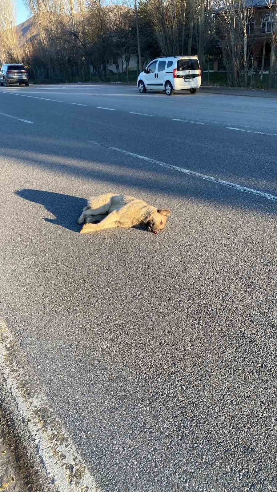 Muş&rsquo;ta yolun karşısına ge&ccedil;en k&ouml;peğe otomobil &ccedil;arptı
