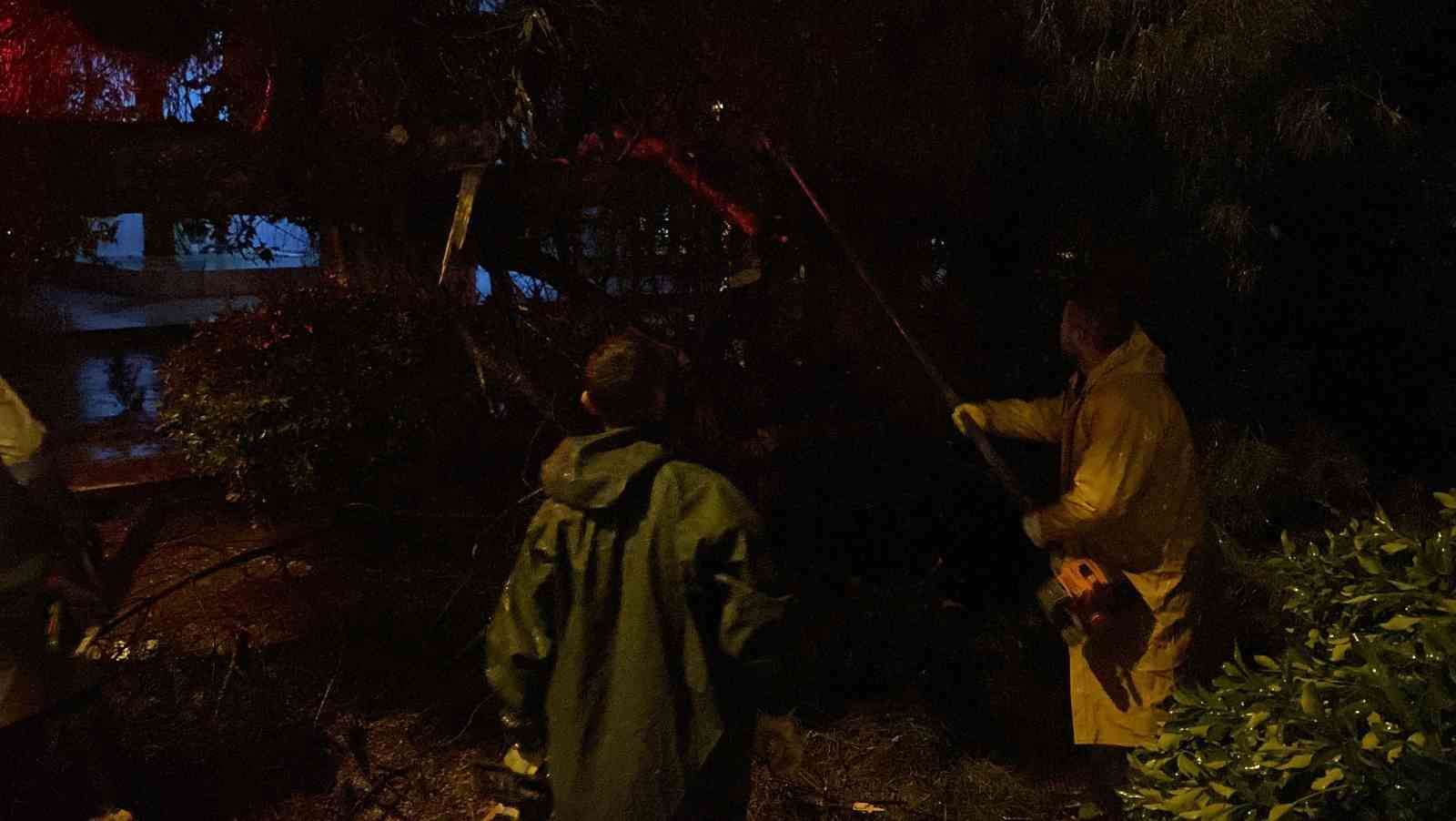 Aydın kent merkezinde faciadan d&ouml;n&uuml;ld&uuml;: Asırlık &ccedil;am ağacı devrildi
