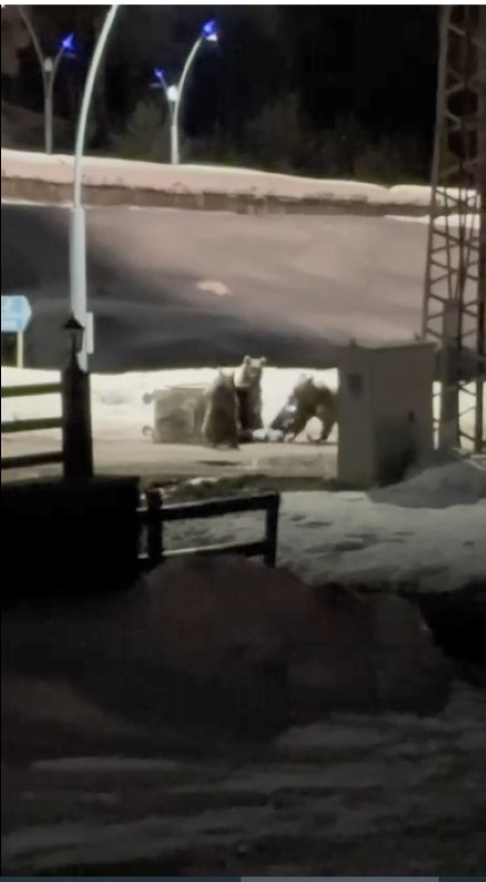 Kars&rsquo;ta anne ayı ve yavrularının &ccedil;&ouml;p konteynırı mesaisi kamerada
