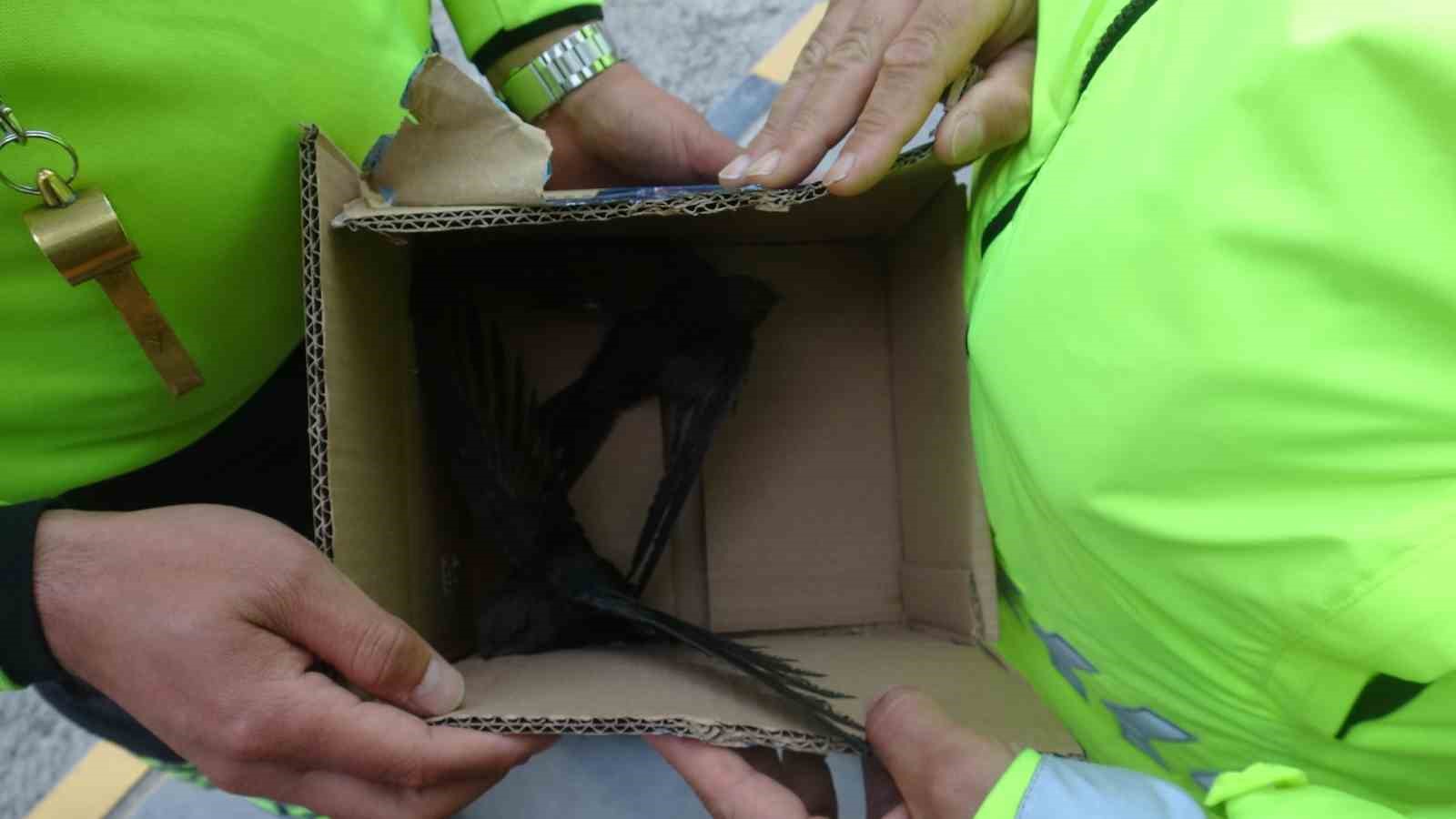 Göç yolunda yorgun düşen Ebabil kuşlarına polisten yürek ısıtan şefkat