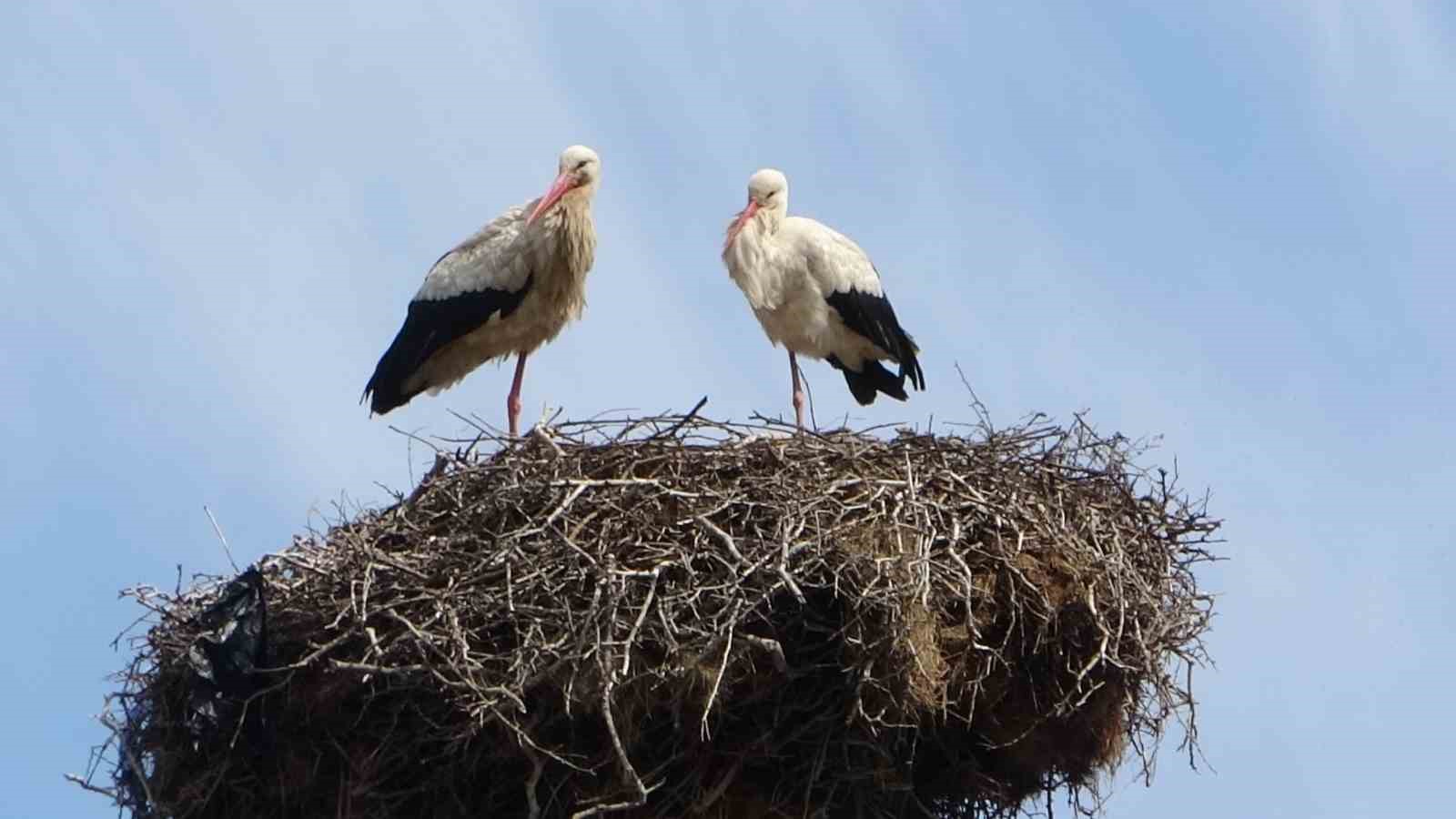 Hasköy’de leylekler aynı güzergahta 18 yuvayı doldurdu