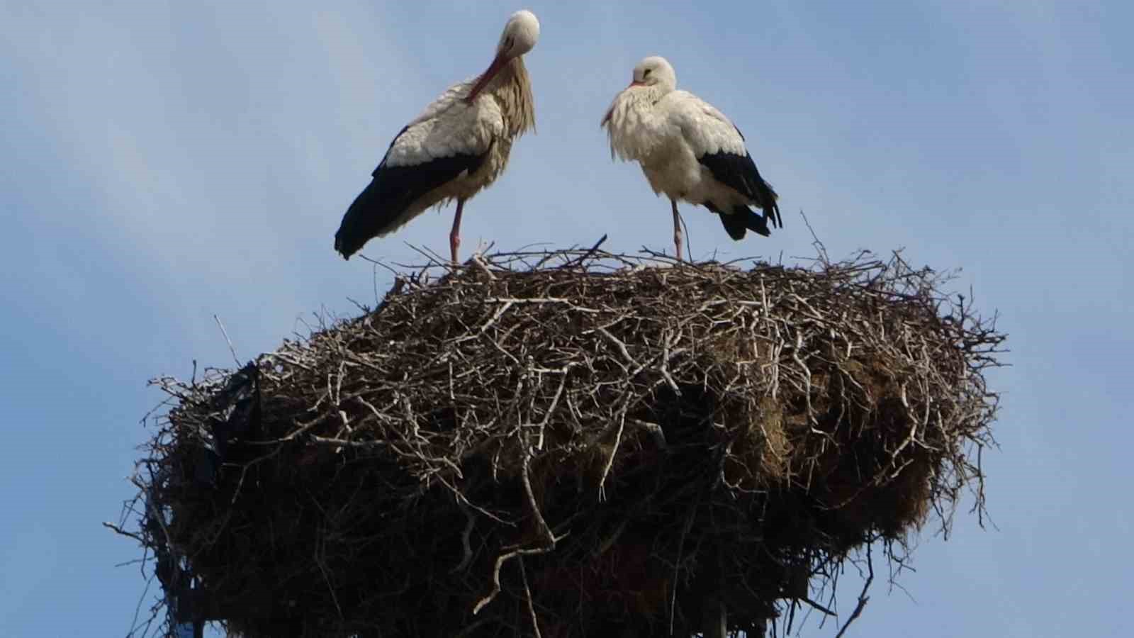 Hasköy’de leylekler aynı güzergahta 18 yuvayı doldurdu