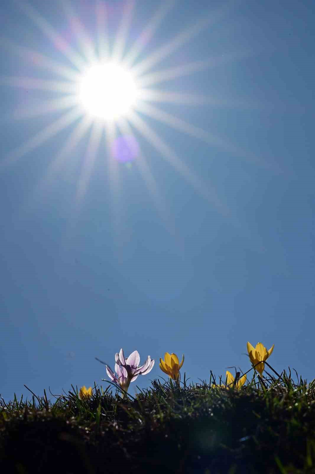 S&uuml;leymaniye&rsquo;de renk c&uuml;mb&uuml;ş&uuml;: Sarı ve mor &ccedil;iğdemler a&ccedil;tı
