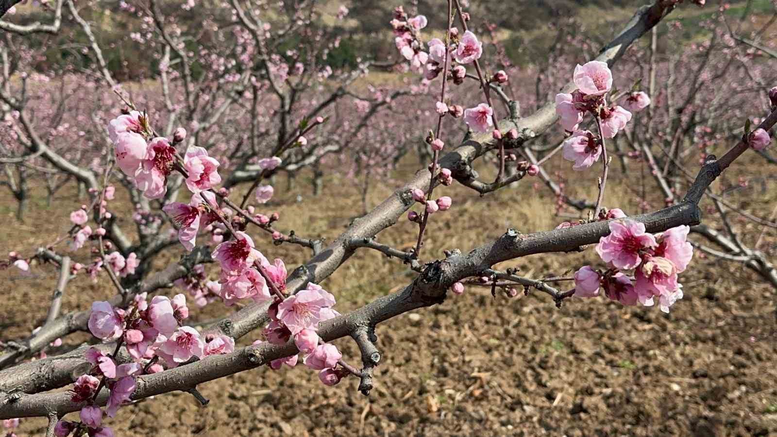 Siyahların ardında a&ccedil;an pembe şeftali &ccedil;i&ccedil;ekleri
