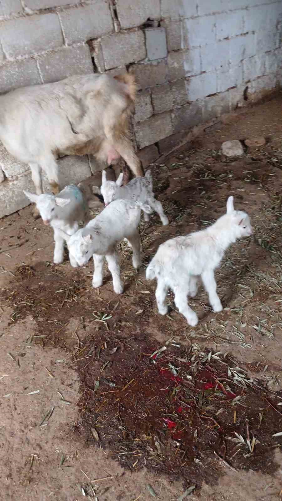 S&uuml;t rekortmeni Saanen ke&ccedil;iden d&ouml;rd&uuml;z doğum
