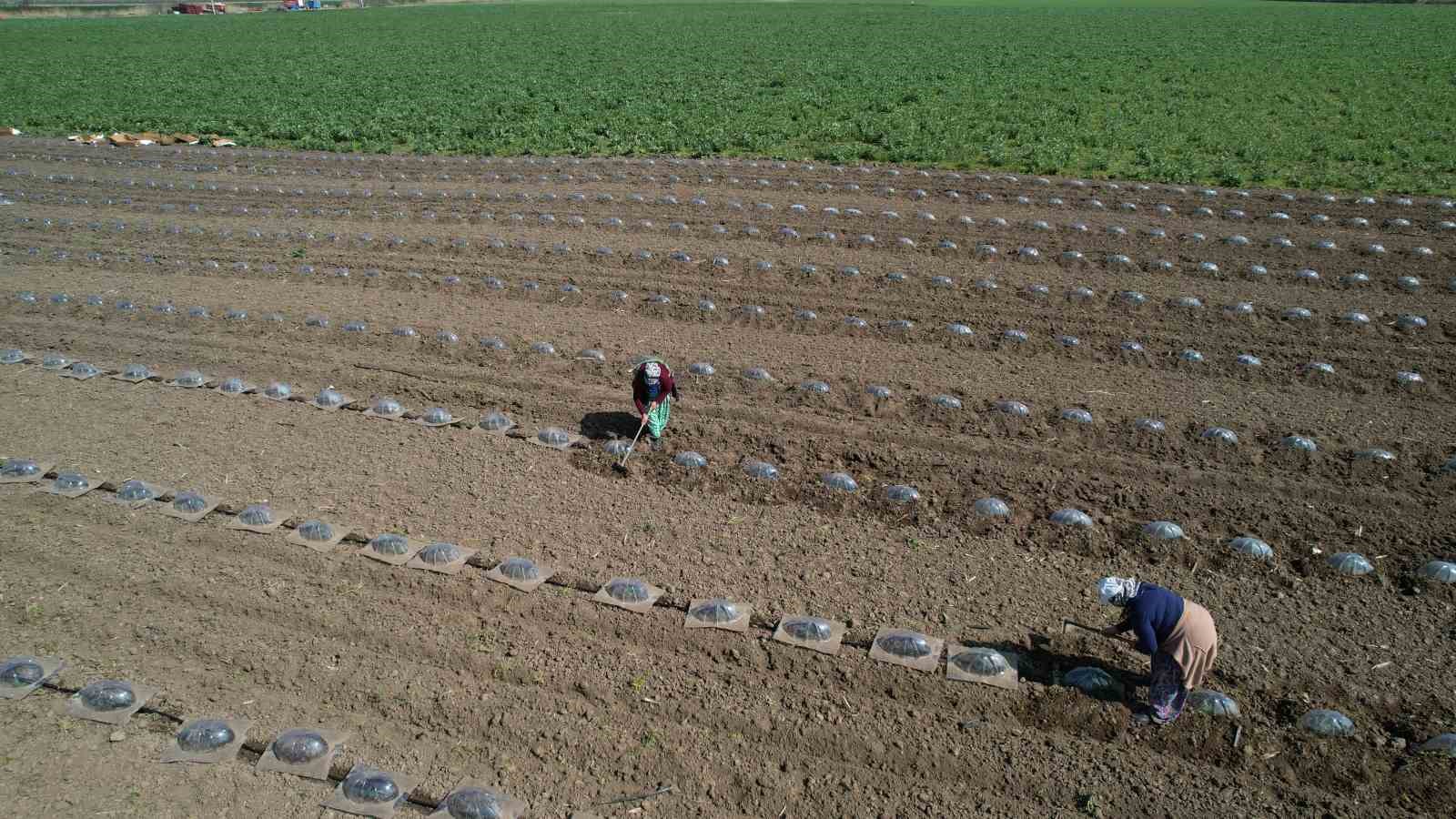 Karacabey Ovası’nda turfanda karpuz ekimi başladı