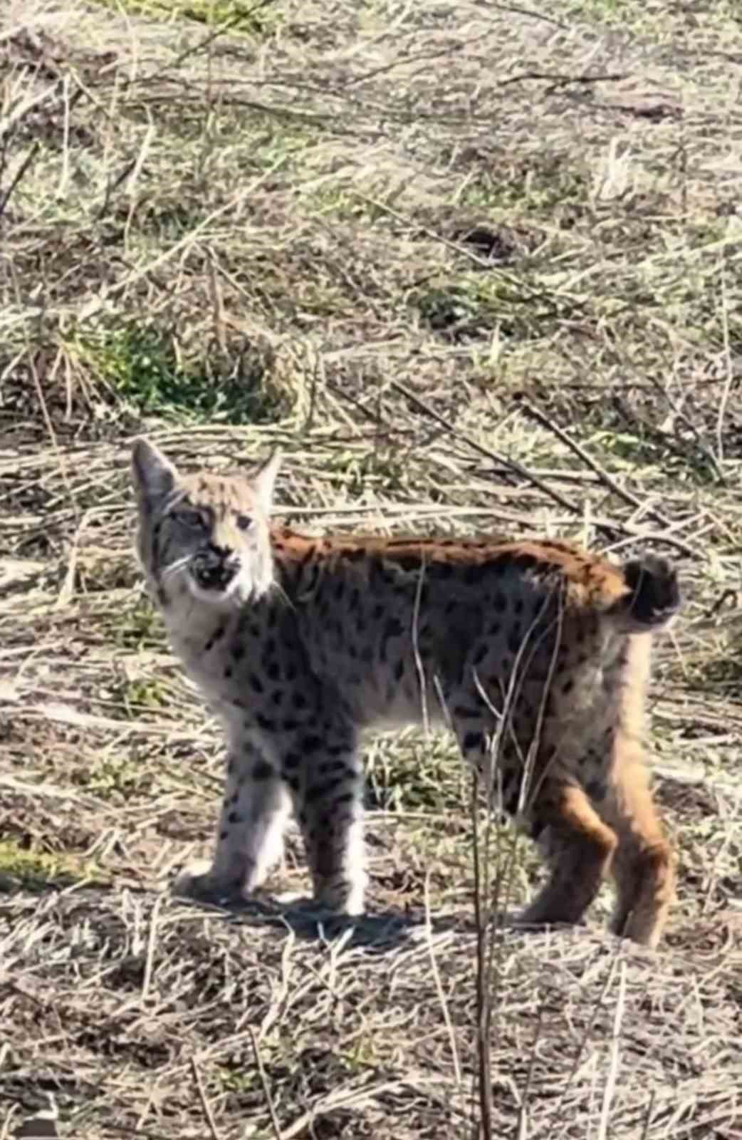 Ormanın hayaleti çığlık atarken görüntülendi