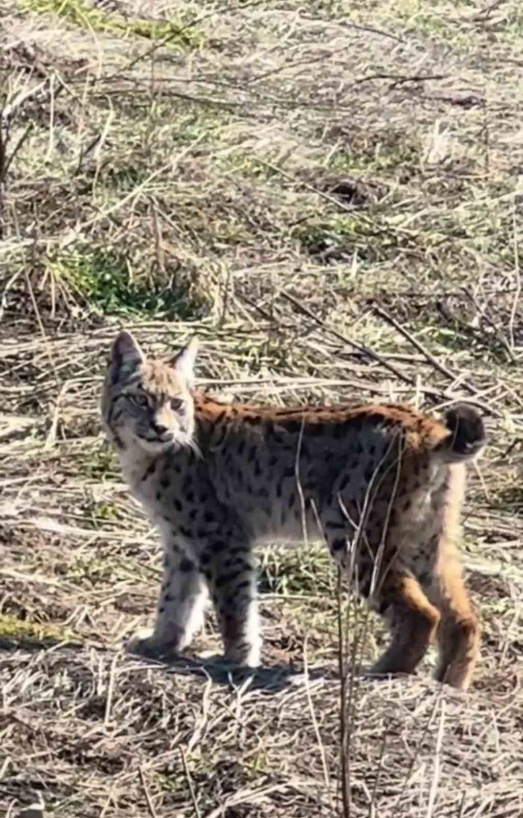 Ormanın hayaleti &ccedil;ığlık atarken g&ouml;r&uuml;nt&uuml;lendi
