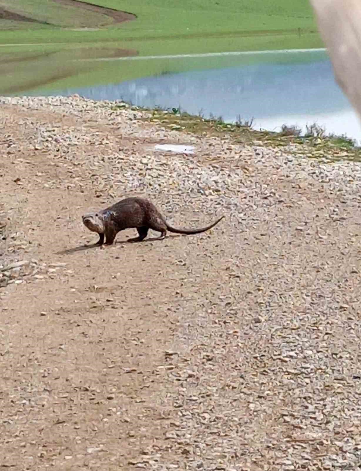 Siirt&rsquo;te nesli t&uuml;kenme tehlikesi altındaki su samuru g&ouml;r&uuml;nt&uuml;lendi
