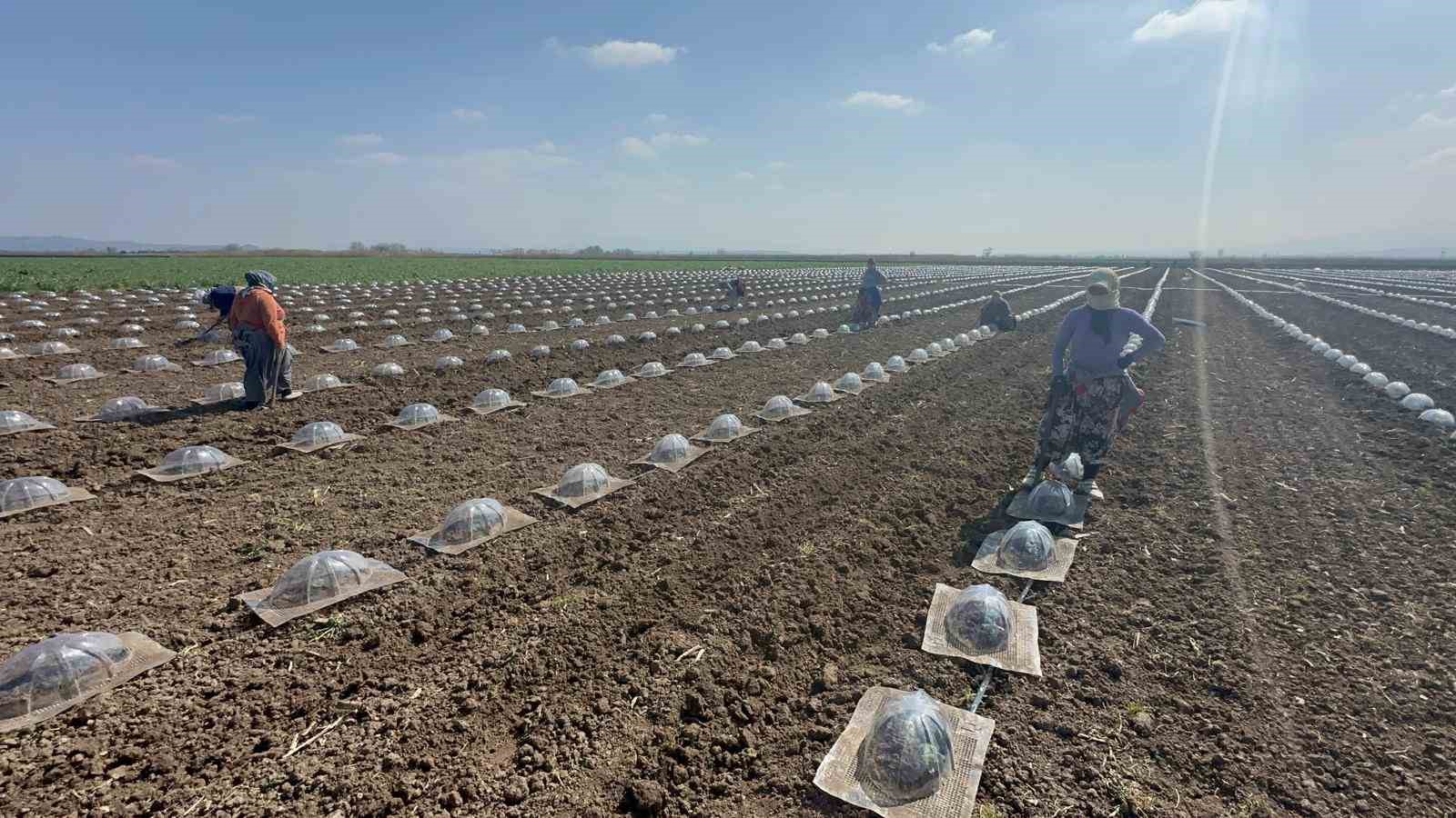 Karacabey Ovası’nda turfanda karpuz ekimi başladı