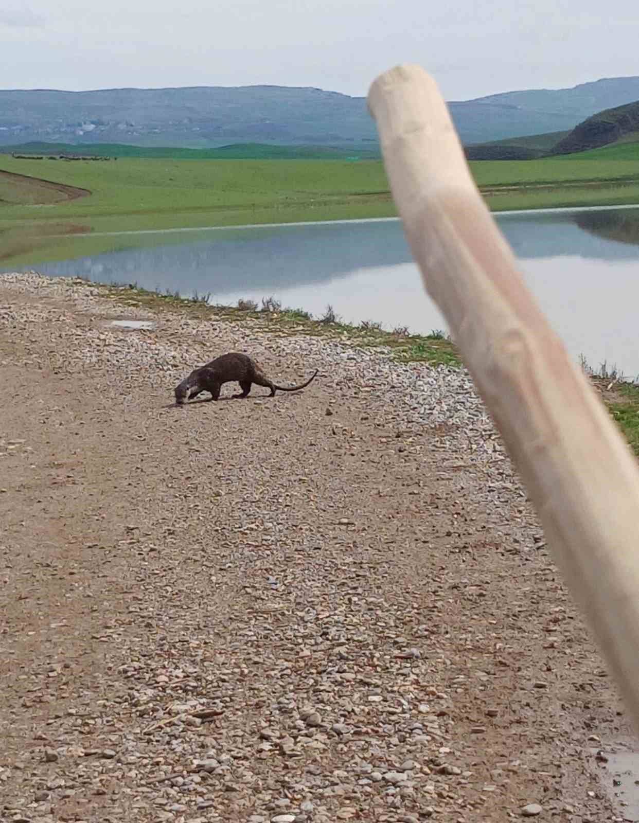 Siirt’te nesli tükenme tehlikesi altındaki su samuru görüntülendi