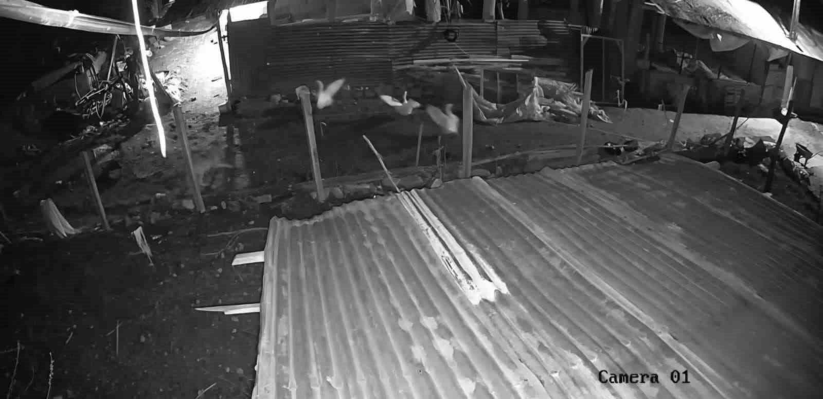 Malatya’da kümese giren kurt, kazı alıp kaçtı