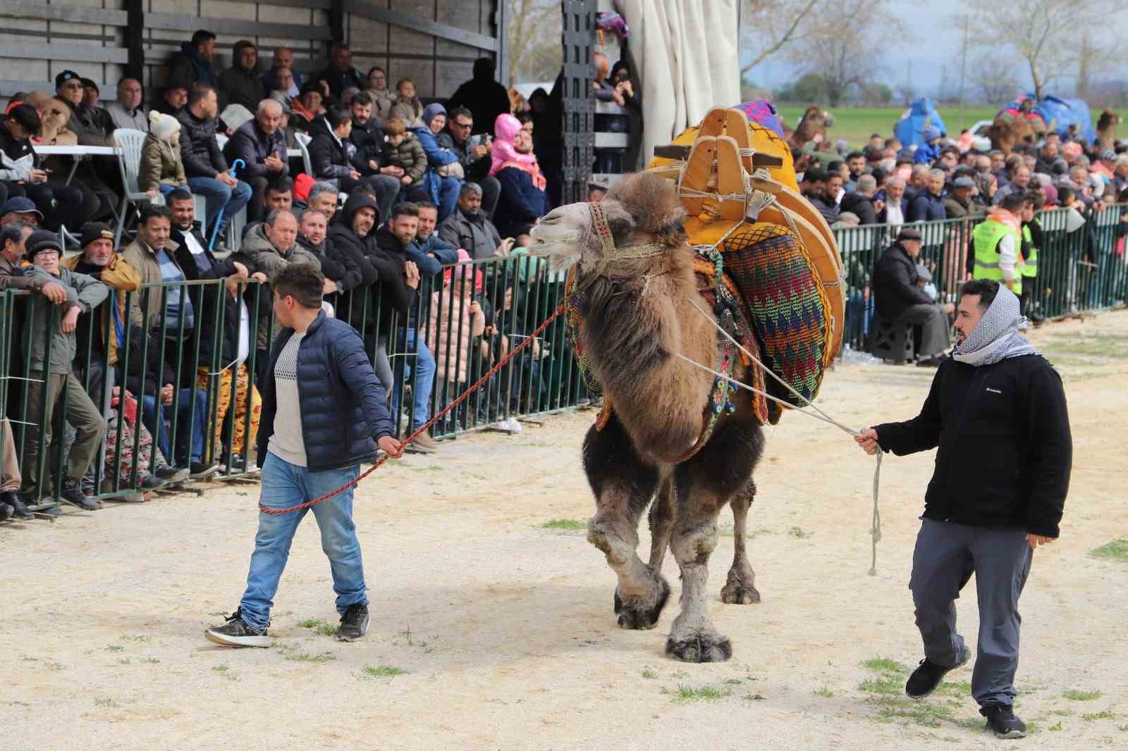 Saruhanlı’da deve güreşlerine binlerce vatandaş akın etti