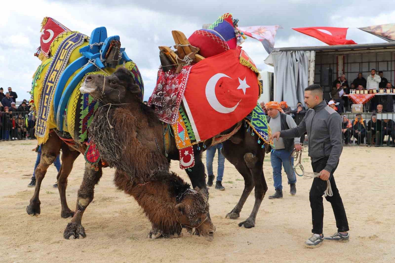 Saruhanlı&rsquo;da deve g&uuml;reşlerine binlerce vatandaş akın etti
