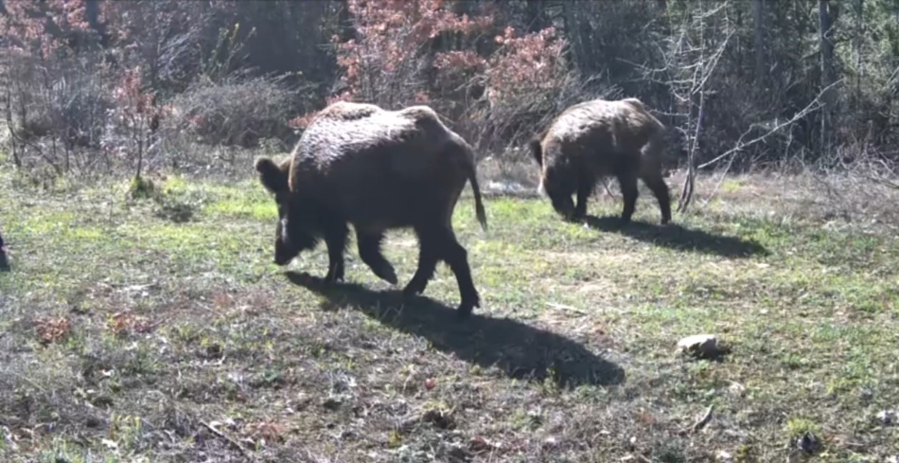 Yiyecek arayan yaban hayvanları fotokapanla görüntülendi