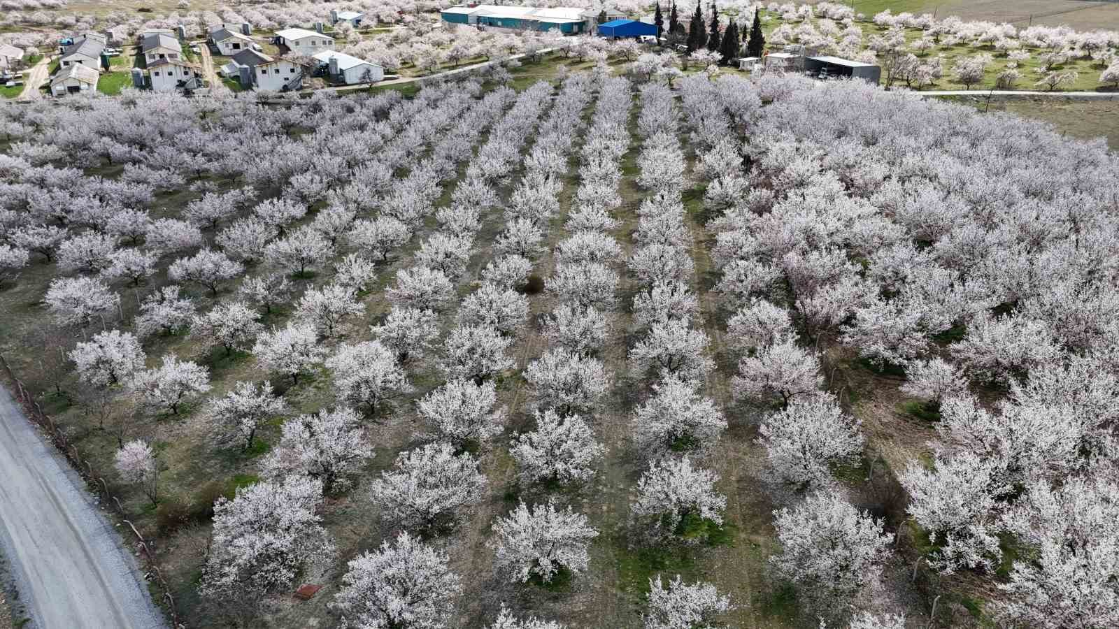 Malatya&rsquo;da &ccedil;i&ccedil;ek a&ccedil;an kayısı bah&ccedil;eleri havadan g&ouml;r&uuml;nt&uuml;lendi
