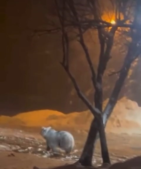 Uludağ&rsquo;da kış uykusundan uyanan ayı ailesi yemek i&ccedil;in Sarıalan&rsquo;a indi
