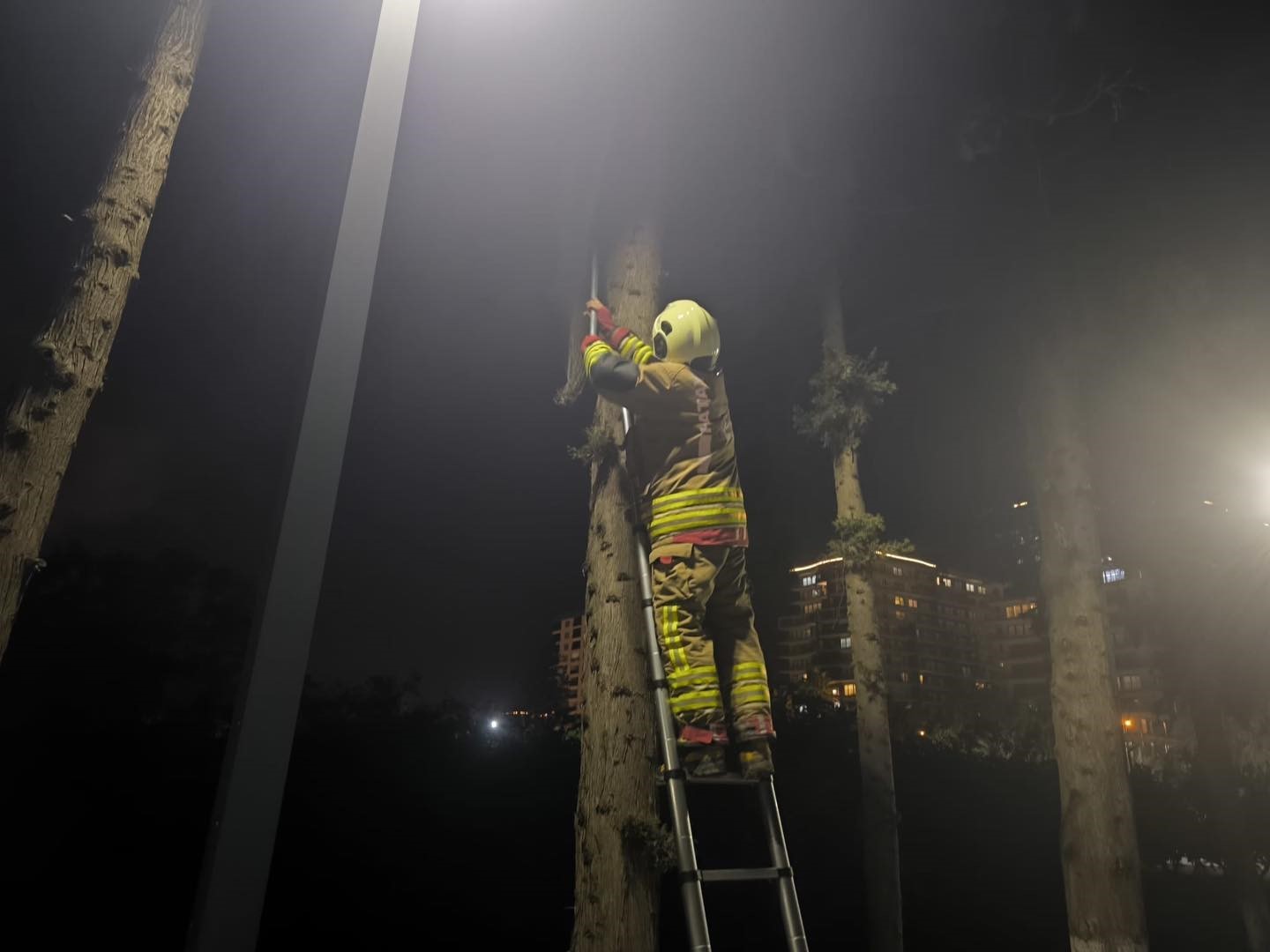 İskenderun&rsquo;da ağa&ccedil;ta mahsur kalan kediyi itfaiye kurtardı
