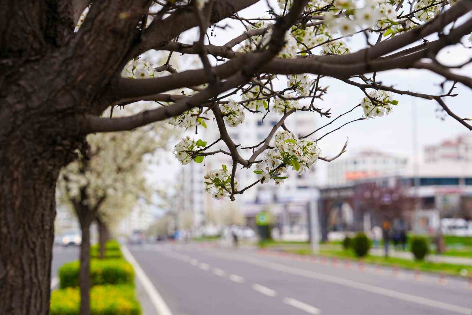 Bulvarlar süs armutlarıyla görsel şölene dönüştü