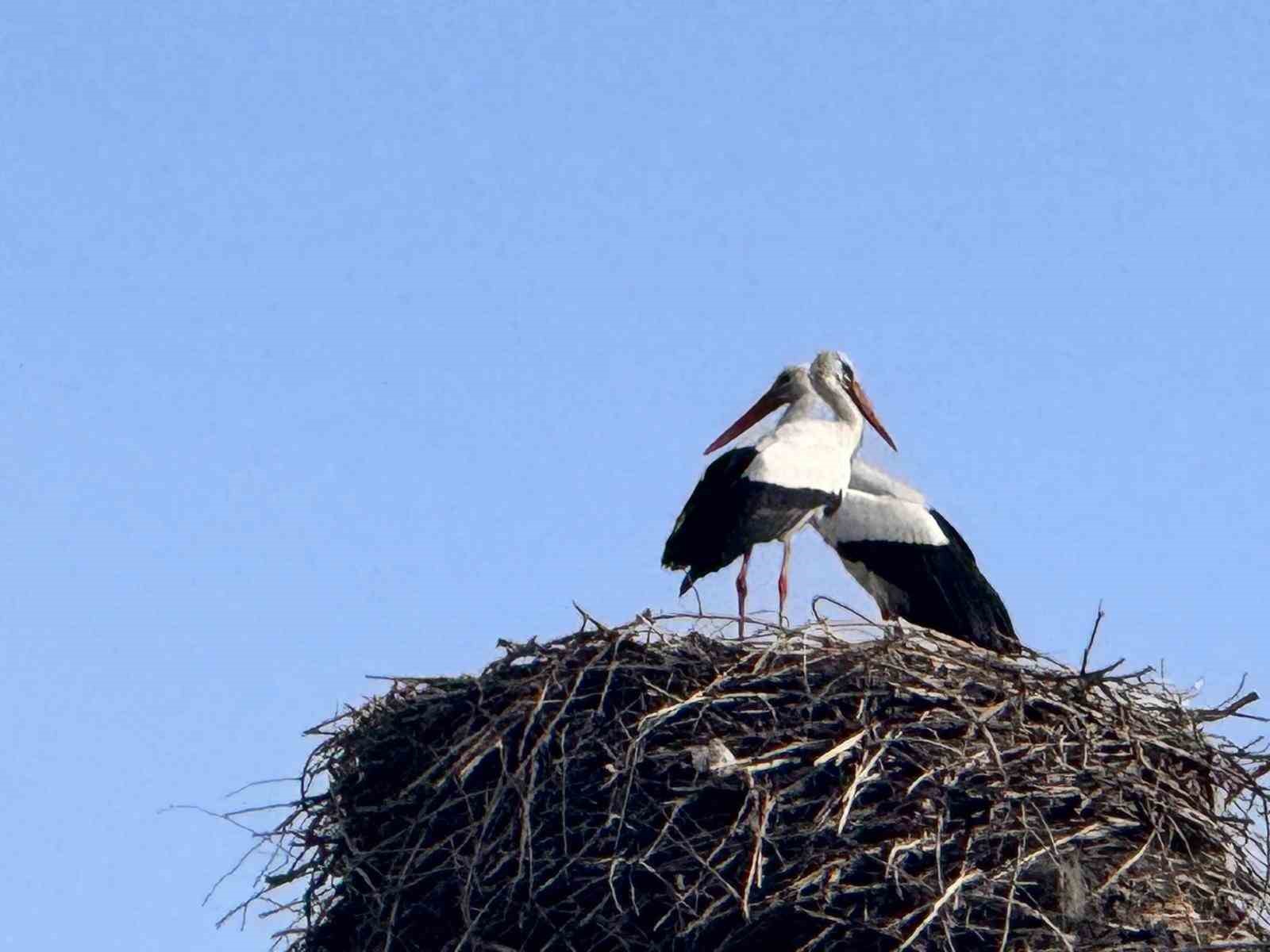 Baharın habercisi leylekler Ardahan’a ulaştı