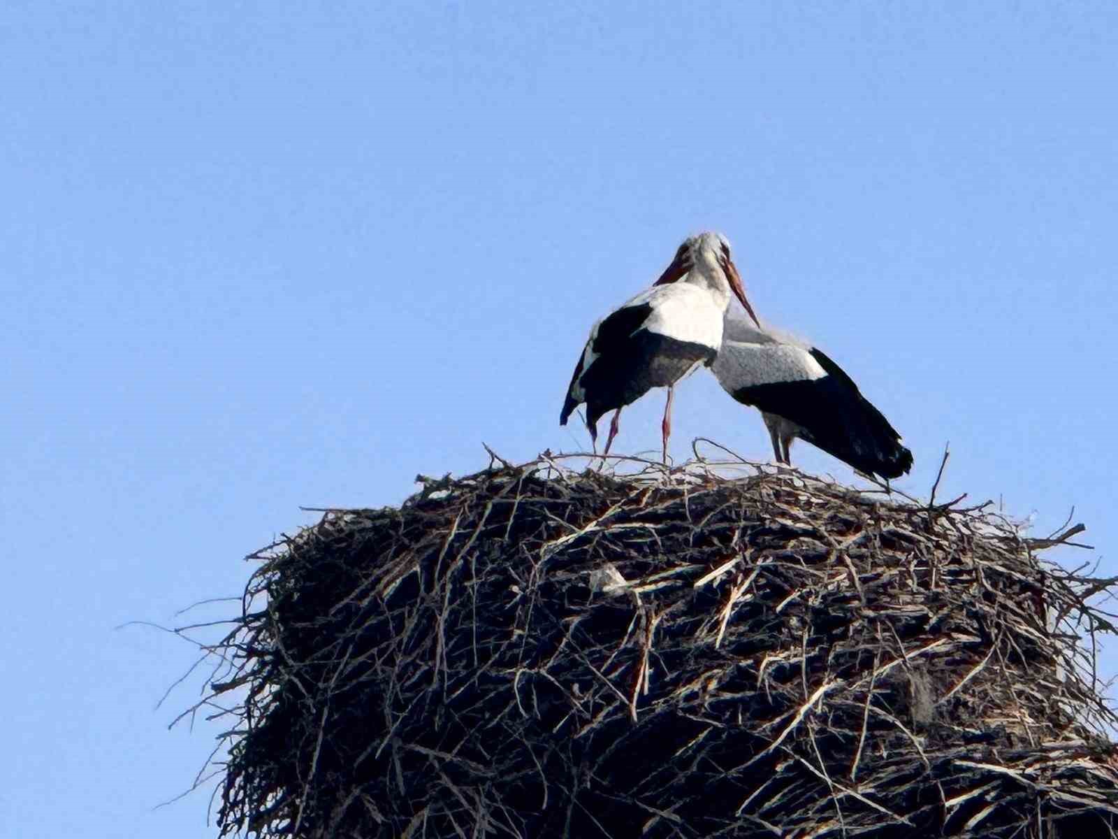 Baharın habercisi leylekler Ardahan&rsquo;a ulaştı
