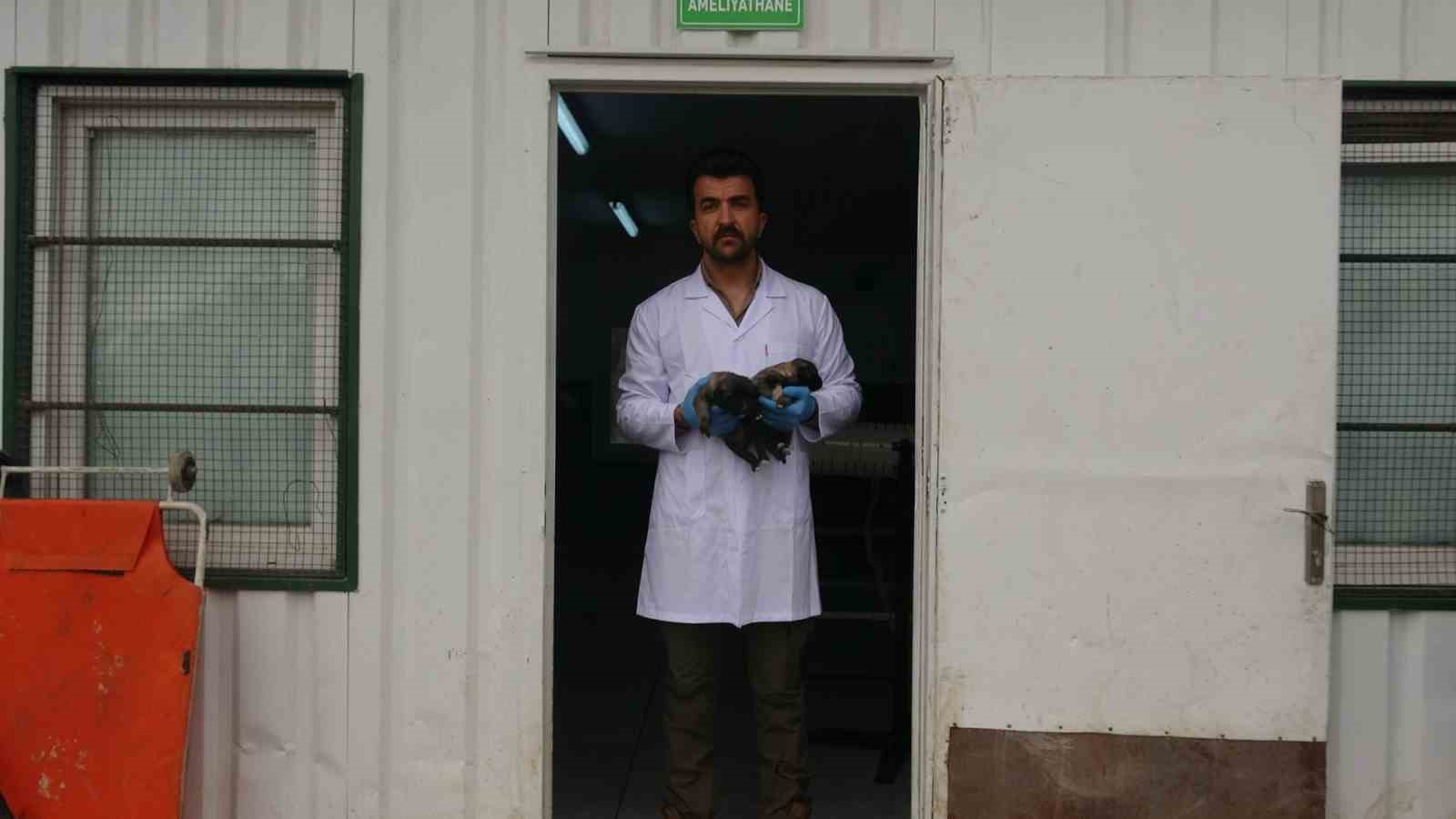 Kilis&rsquo;te 6 k&ouml;pek yavrusu yangından kurtarıldı
