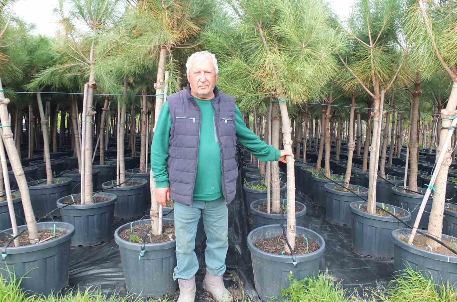 Burhaniye&rsquo;de emekli banka m&uuml;d&uuml;r&uuml;, fıstık &ccedil;amı yetiştiricisi oldu
