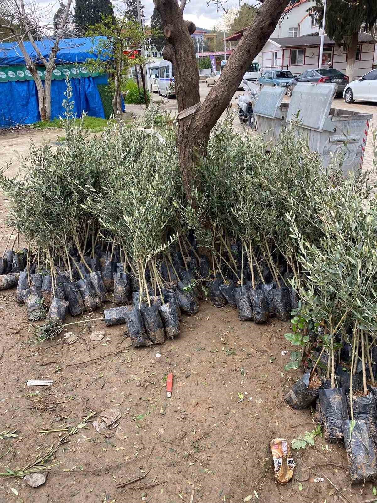 Sarıgöl’de Trilye zeytin fidanına yoğun ilgi