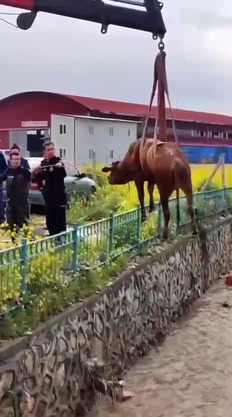 Sulama kanalına d&uuml;şen ineği itfaiye kurtardı
