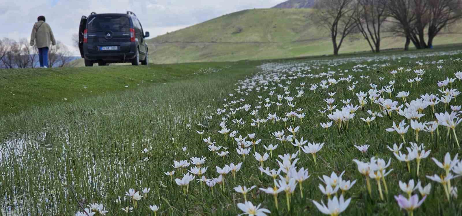 Muş Ovası &ccedil;iğdemlerle renklendi
