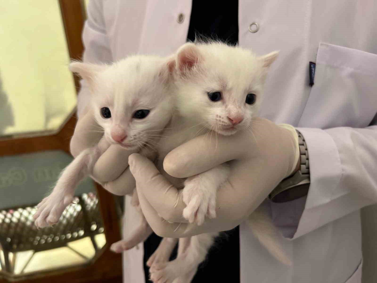 2026 yılının ilk Van kedisi yavruları doğdu
