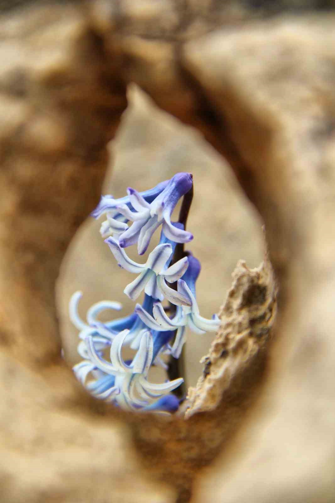 Kar altından &ccedil;ıkan kaya s&uuml;mb&uuml;l&uuml; g&ouml;rsel ş&ouml;len sunuyor
