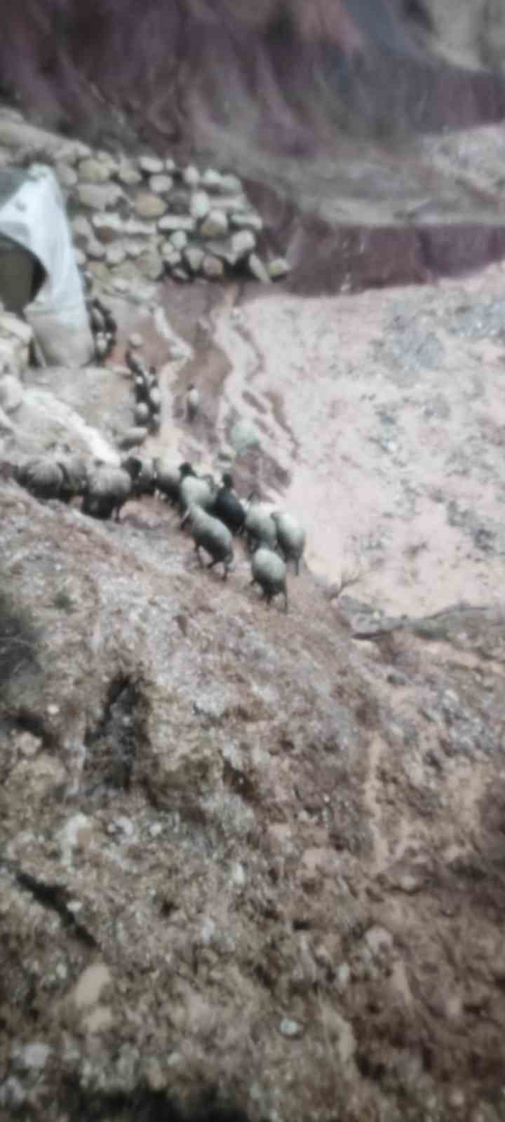 Şırnak&rsquo;ta sel g&ouml;&ccedil;erleri vurdu: Hayvanlar telef oldu, &ccedil;adırlar sular altında kaldı
