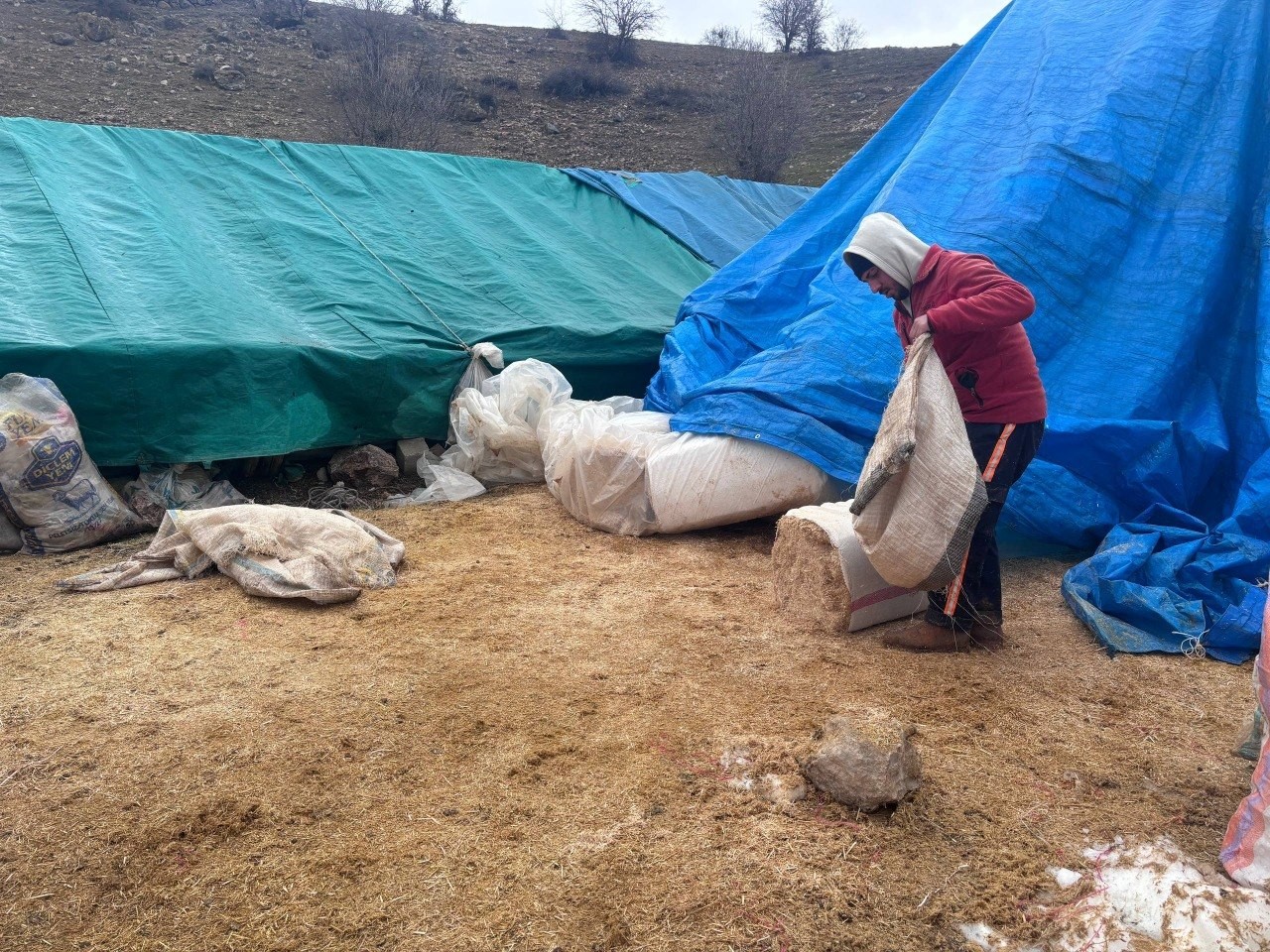 Erzincan&rsquo;da baharın gelişiyle koyun-kuzu buluşmaları renkli g&ouml;r&uuml;nt&uuml;ler sundu
