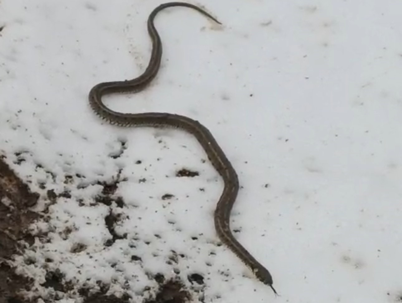 Yüksekova'da su arızası giderilirken 1 metrelik yılan çıktı İhlas Haber  Ajansı