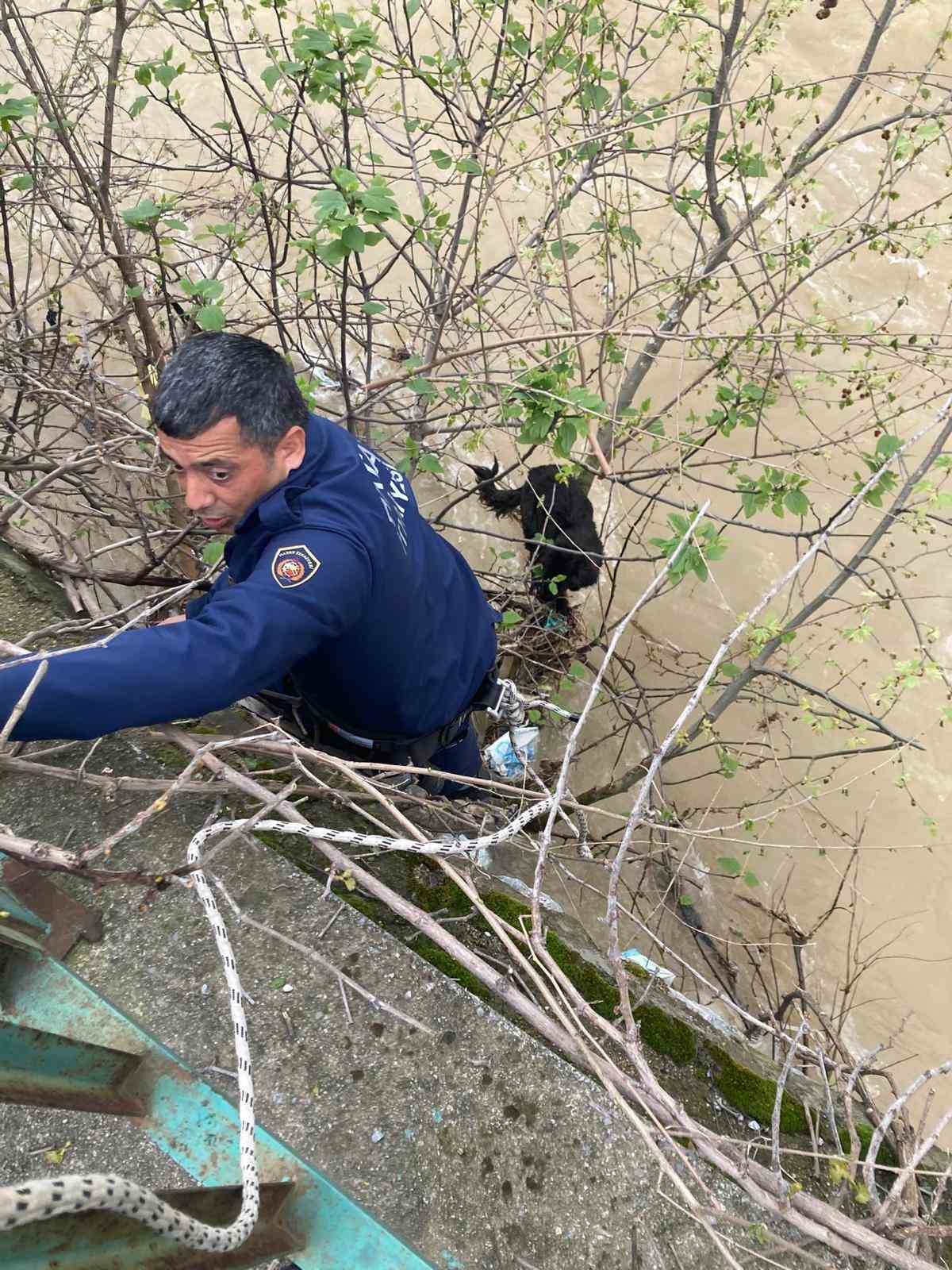 Dereye d&uuml;şen k&ouml;pek zorlu operasyonla kurtarıldı
