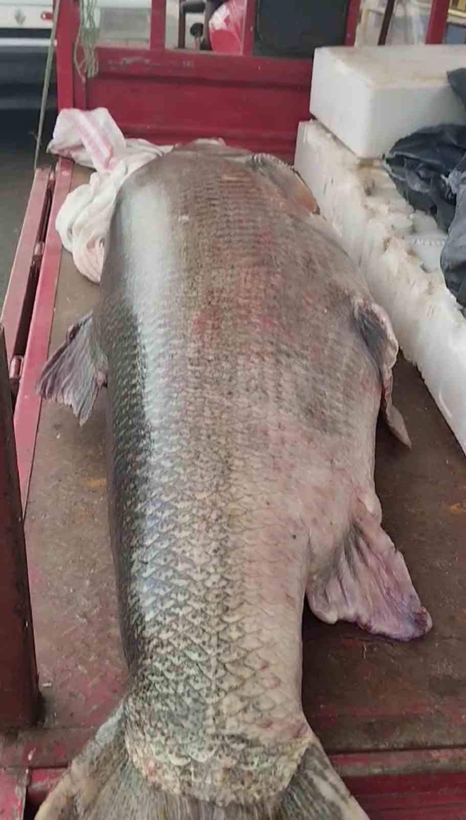 Diyarbakır&rsquo;da 120 kiloluk turna balığı g&ouml;renleri hayrete d&uuml;ş&uuml;rd&uuml;
